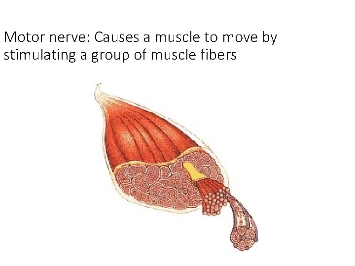 Motor nerve: Causes a muscle to move by stimulating a group of muscle fibers Motor nerve: Causes a muscle to move by stimulating a group of muscle fibers
