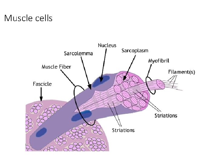 Muscle cells Muscle cells