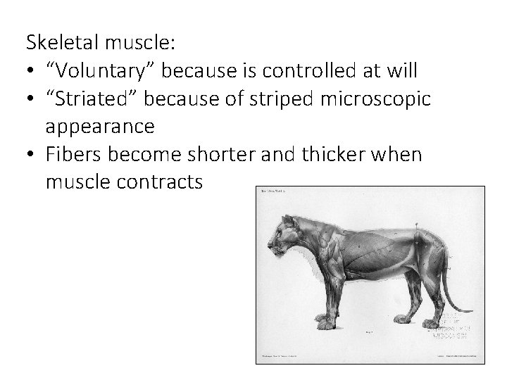 Skeletal muscle: • “Voluntary” because is controlled at will • “Striated” because of striped Skeletal muscle: • “Voluntary” because is controlled at will • “Striated” because of striped
