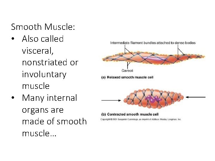 Smooth Muscle: • Also called visceral, nonstriated or involuntary muscle • Many internal organs Smooth Muscle: • Also called visceral, nonstriated or involuntary muscle • Many internal organs