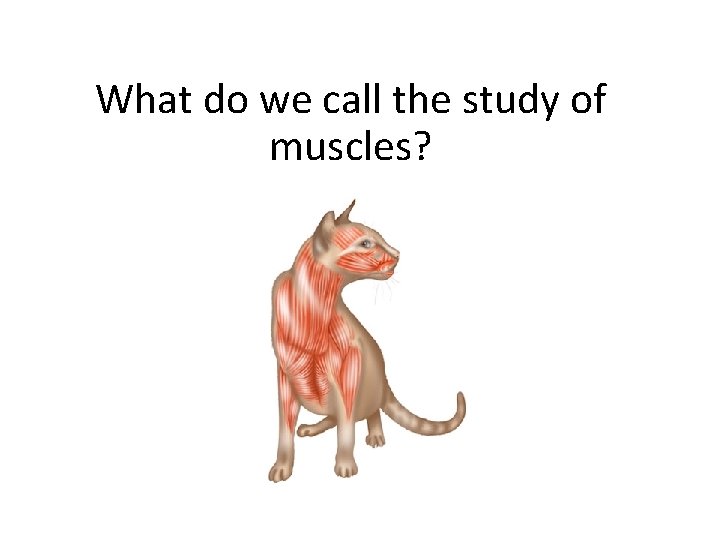 What do we call the study of muscles? What do we call the study of muscles?