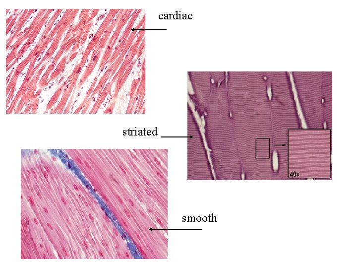 cardiac striated smooth cardiac striated smooth