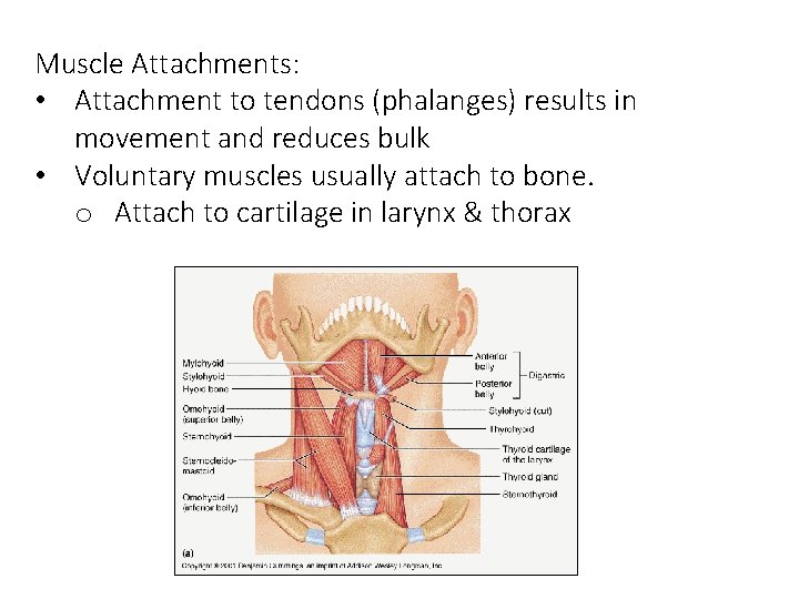 Muscle Attachments: • Attachment to tendons (phalanges) results in movement and reduces bulk • Muscle Attachments: • Attachment to tendons (phalanges) results in movement and reduces bulk •