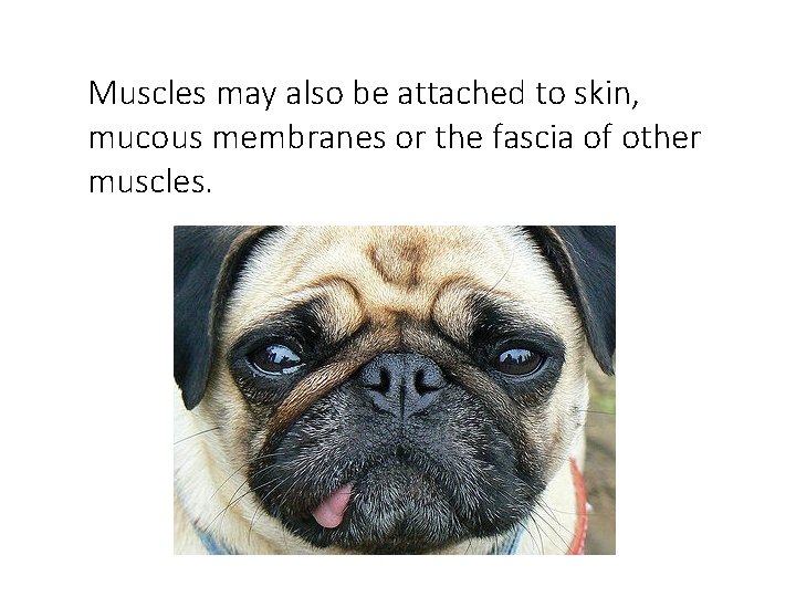 Muscles may also be attached to skin, mucous membranes or the fascia of other Muscles may also be attached to skin, mucous membranes or the fascia of other
