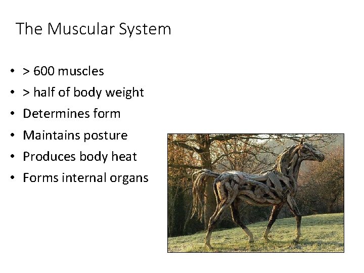 The Muscular System • • • > 600 muscles > half of body weight The Muscular System • • • > 600 muscles > half of body weight