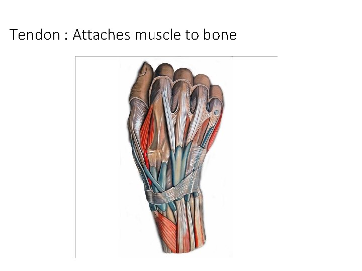 Tendon : Attaches muscle to bone Tendon : Attaches muscle to bone