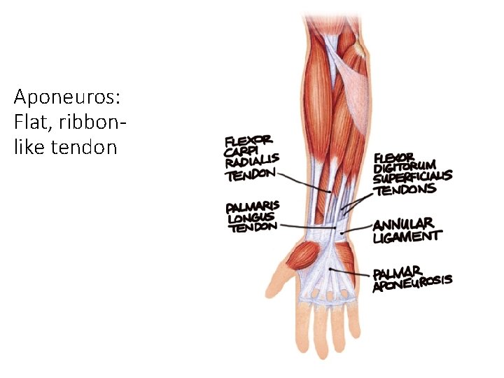 Aponeuros: Flat, ribbonlike tendon Aponeuros: Flat, ribbonlike tendon