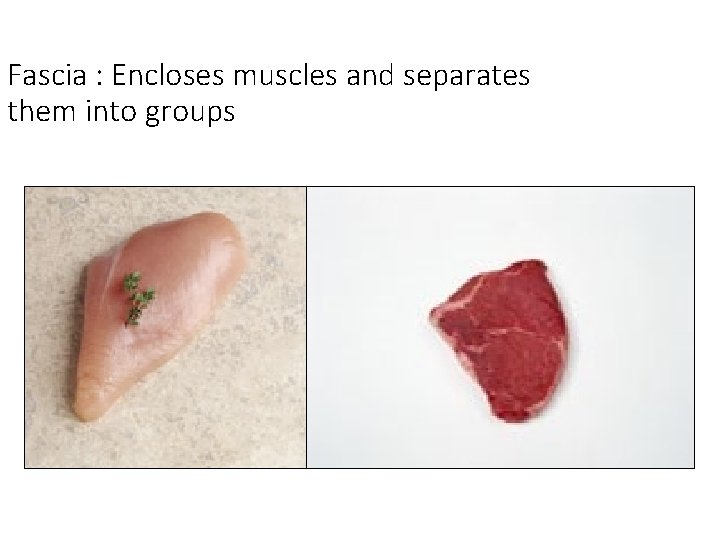 Fascia : Encloses muscles and separates them into groups Fascia : Encloses muscles and separates them into groups