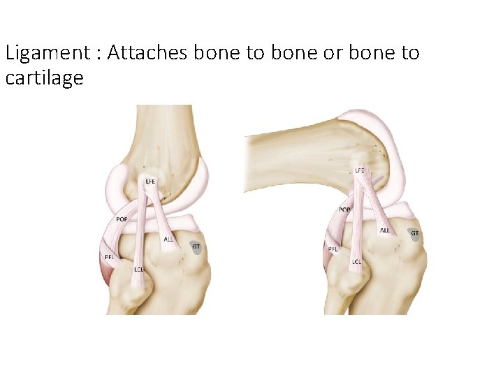 Ligament : Attaches bone to bone or bone to cartilage Ligament : Attaches bone to bone or bone to cartilage