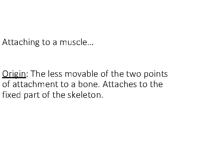 Attaching to a muscle… Origin: The less movable of the two points of attachment Attaching to a muscle… Origin: The less movable of the two points of attachment