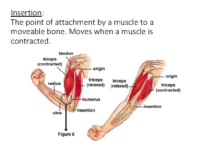 Insertion: The point of attachment by a muscle to a moveable bone. Moves when Insertion: The point of attachment by a muscle to a moveable bone. Moves when