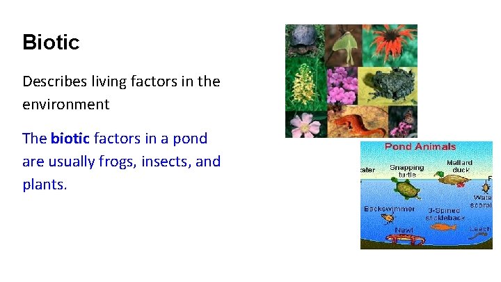 Biotic Describes living factors in the environment The biotic factors in a pond are