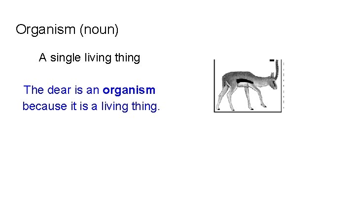 Organism (noun) A single living thing The dear is an organism because it is