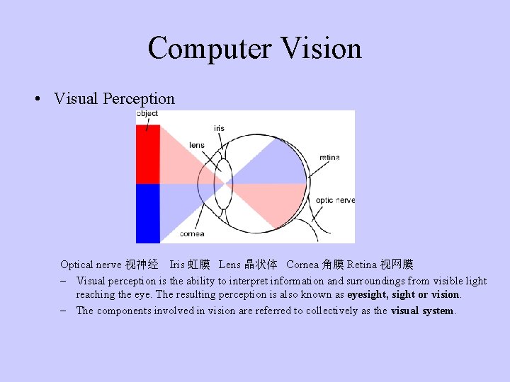 Computer Vision • Visual Perception Optical nerve 视神经 Iris 虹膜 Lens 晶状体 Cornea 角膜