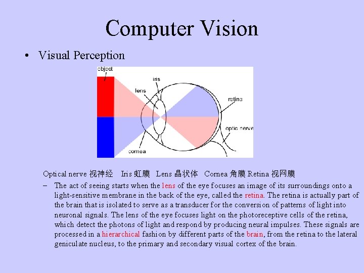 Computer Vision • Visual Perception Optical nerve 视神经 Iris 虹膜 Lens 晶状体 Cornea 角膜