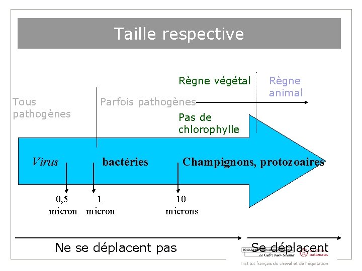 Taille respective Règne végétal Tous pathogènes Virus Parfois pathogènes Règne animal Pas de chlorophylle