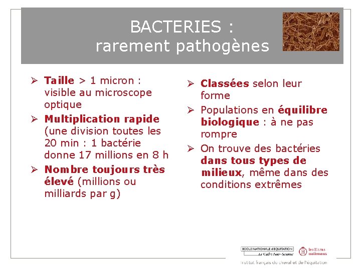 BACTERIES : rarement pathogènes Taille > 1 micron : visible au microscope optique Multiplication