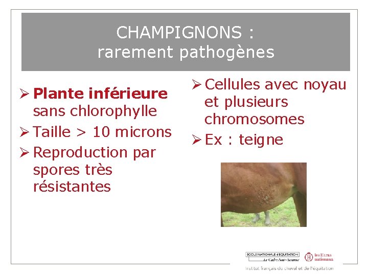 CHAMPIGNONS : rarement pathogènes Plante inférieure sans chlorophylle Taille > 10 microns Reproduction par