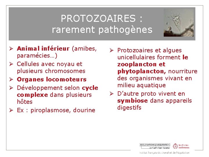 PROTOZOAIRES : rarement pathogènes Animal inférieur (amibes, paramécies…) Cellules avec noyau et plusieurs chromosomes