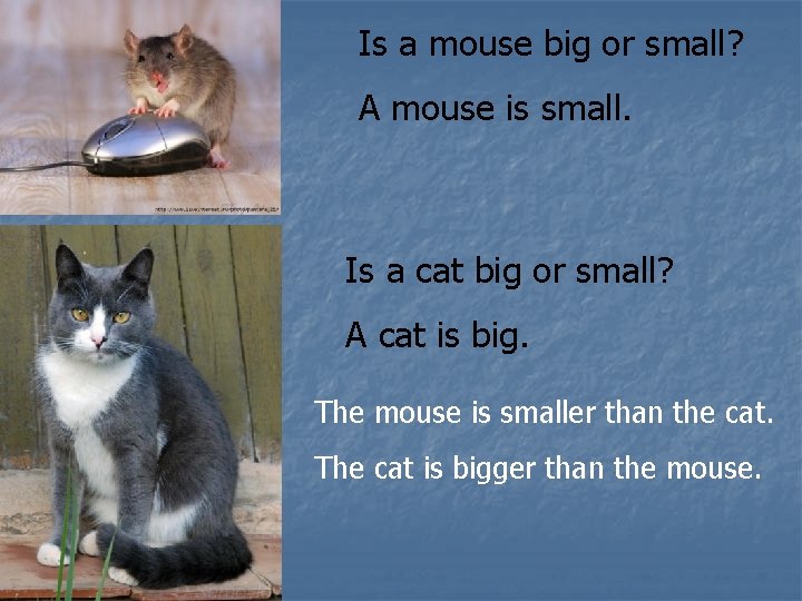 Is a mouse big or small? A mouse is small. Is a cat big
