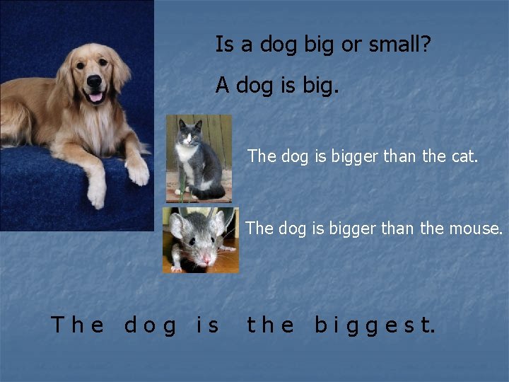 Is a dog big or small? A dog is big. The dog is bigger