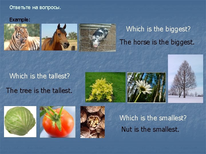 Ответьте на вопросы. Example: Which is the biggest? The horse is the biggest. Which