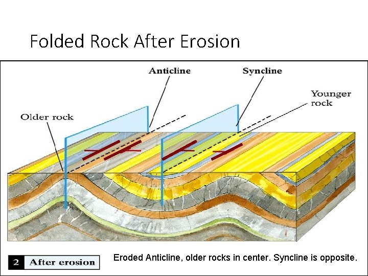 Folded Rock After Erosion Eroded Anticline, older rocks in center. Syncline is opposite. Folded Rock After Erosion Eroded Anticline, older rocks in center. Syncline is opposite.