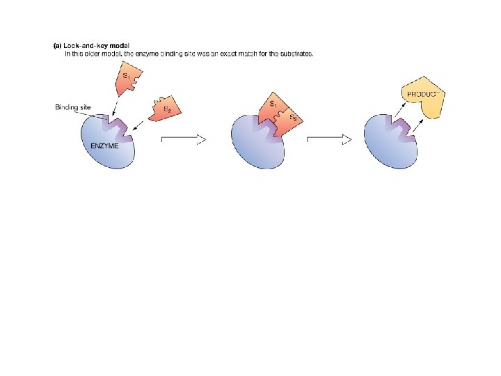 Enzymes are Proteins that act as Biological Catalyst