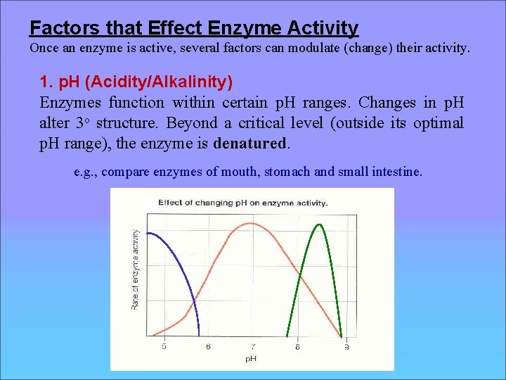 Factors that Effect Enzyme Activity Once an enzyme is active, several factors can modulate