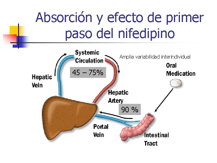 Absorción y efecto de primer paso del nifedipino Amplia variabilidad interindividual 45 – 75%