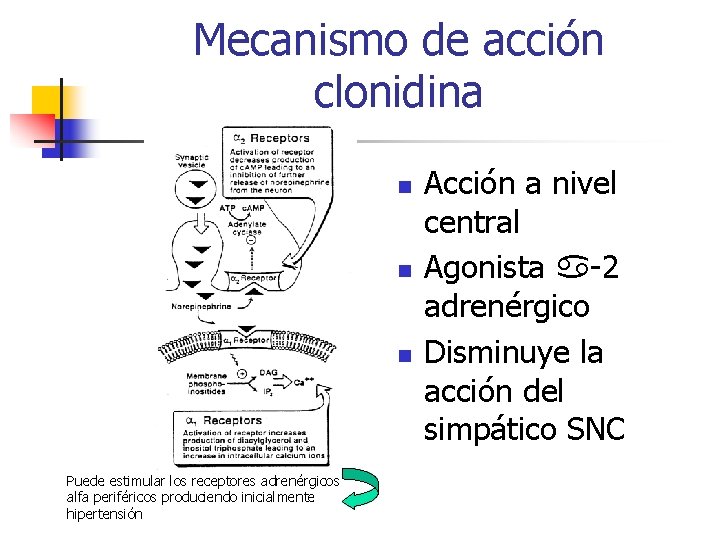 Mecanismo de acción clonidina n n n Puede estimular los receptores adrenérgicos alfa periféricos