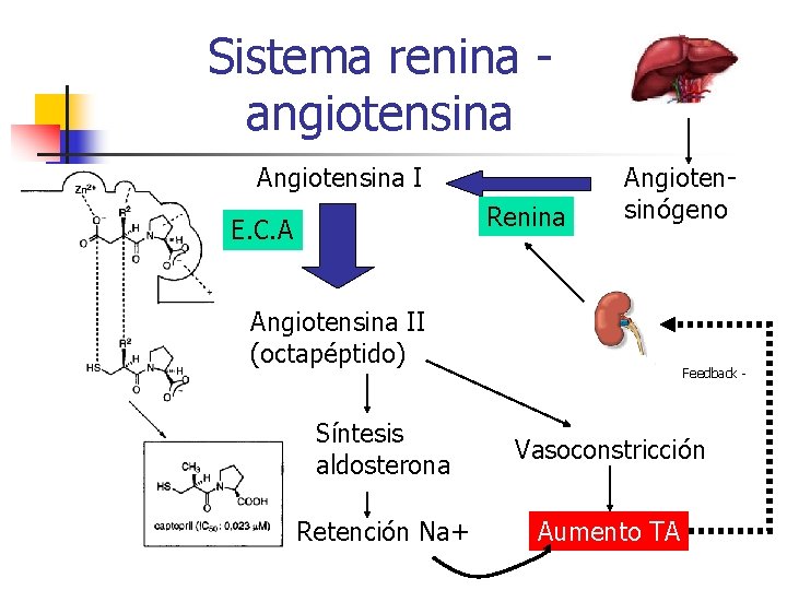 Sistema renina angiotensina Angiotensina I Renina E. C. A Angiotensinógeno Angiotensina II (octapéptido) Feedback