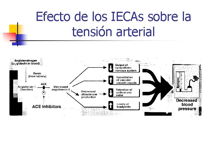 Efecto de los IECAs sobre la tensión arterial 