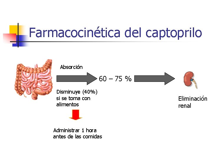 Farmacocinética del captoprilo Absorción 60 – 75 % Disminuye (40%) si se toma con