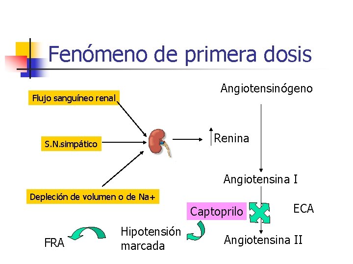 Fenómeno de primera dosis Angiotensinógeno Flujo sanguíneo renal Renina S. N. simpático Angiotensina I