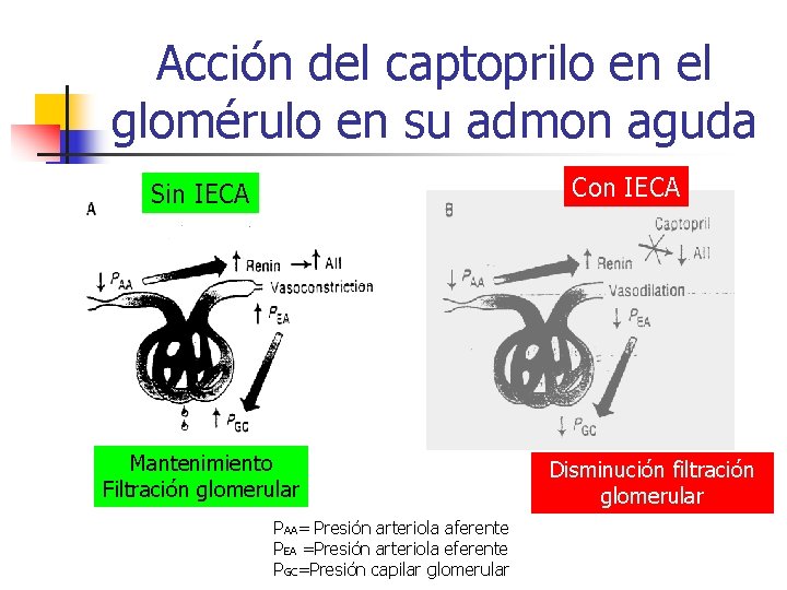 Acción del captoprilo en el glomérulo en su admon aguda Con IECA Sin IECA