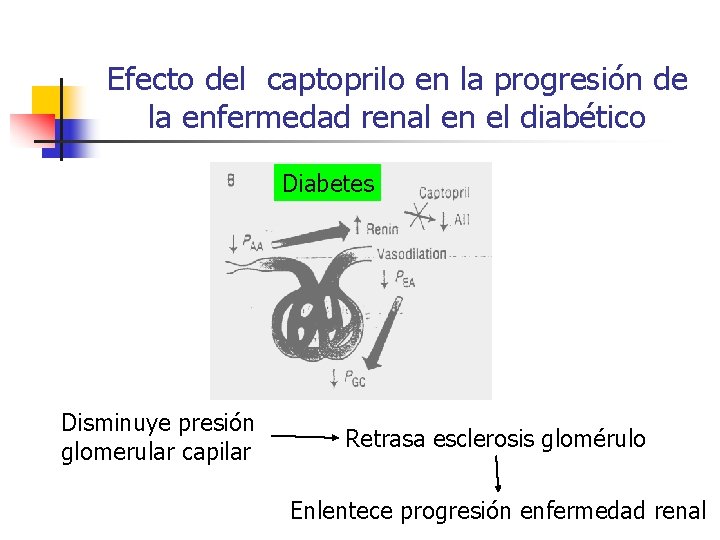 Efecto del captoprilo en la progresión de la enfermedad renal en el diabético Diabetes