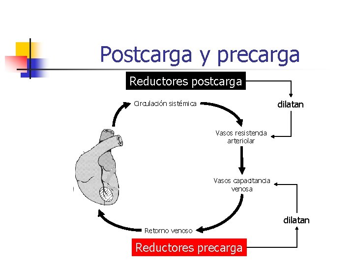 Postcarga y precarga Reductores postcarga dilatan Circulación sistémica Vasos resistencia arteriolar Vasos capacitancia venosa