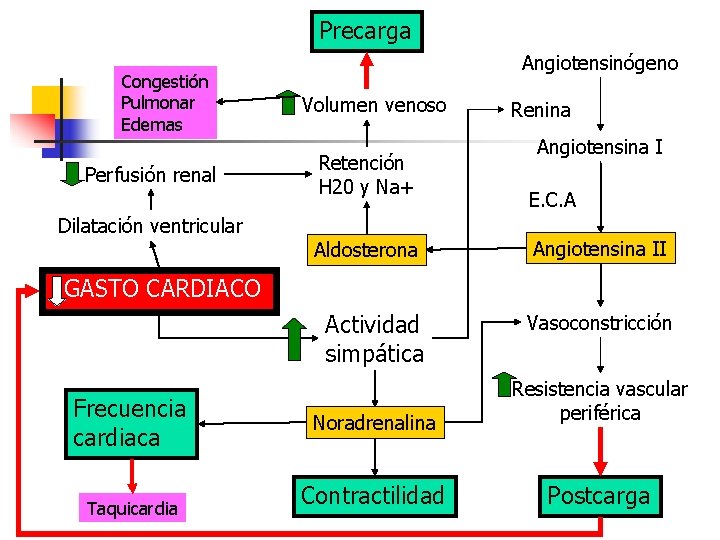 Precarga Congestión Pulmonar Edemas Perfusión renal Dilatación ventricular Angiotensinógeno Volumen venoso Retención H 20