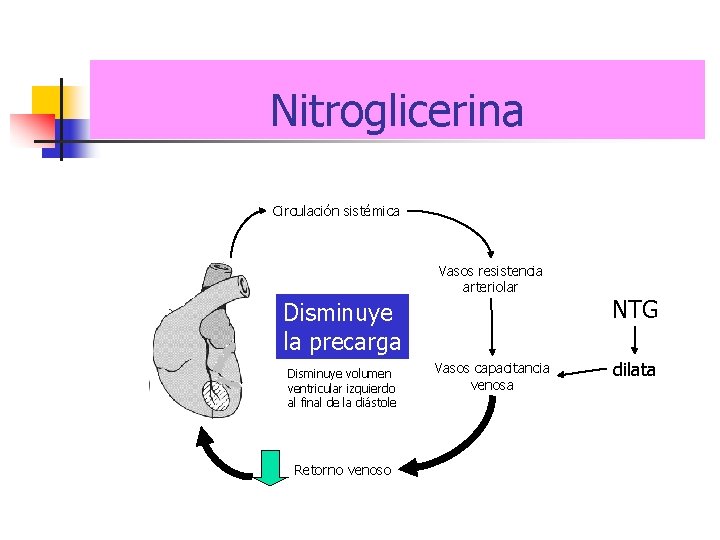 Nitroglicerina Circulación sistémica Vasos resistencia arteriolar Disminuye la precarga Disminuye volumen ventricular izquierdo al
