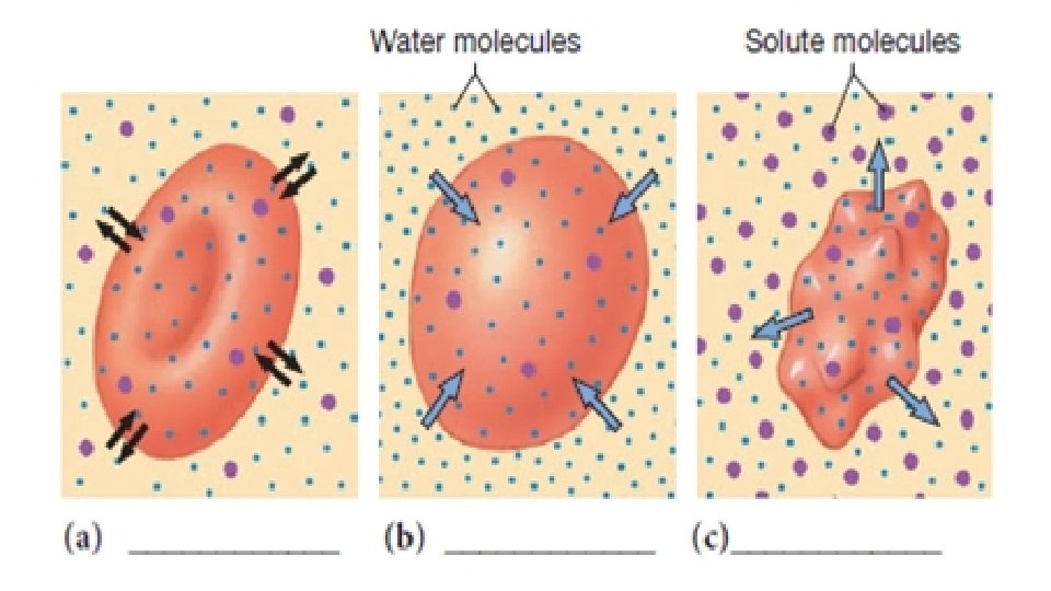 Diffusion and Osmosis 