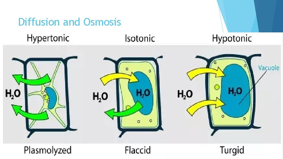 Diffusion and Osmosis 
