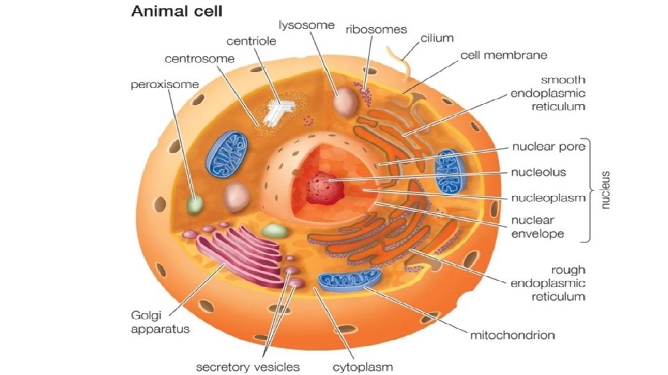 Cell Membrane 
