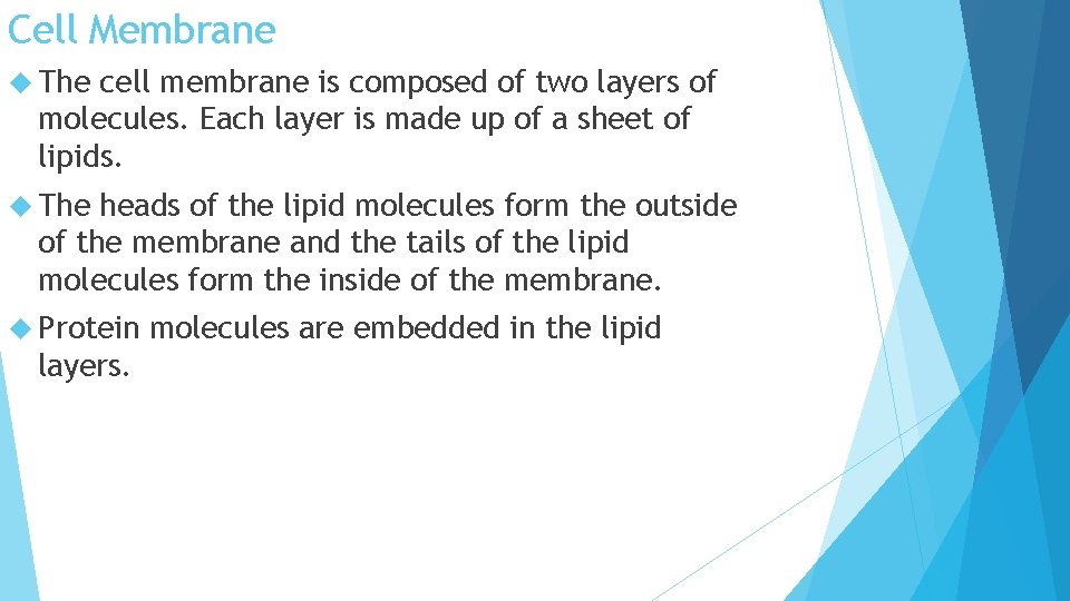 Cell Membrane The cell membrane is composed of two layers of molecules. Each layer