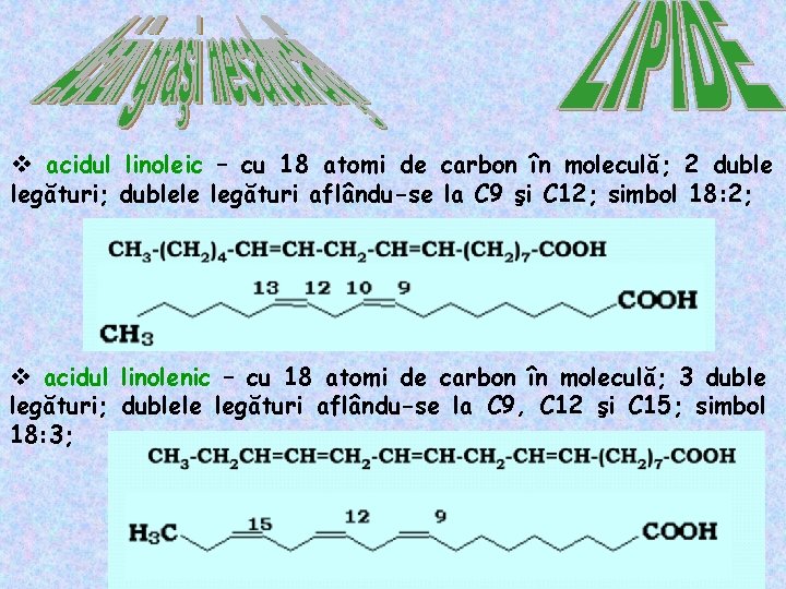 v acidul linoleic – cu 18 atomi de carbon în moleculă; 2 duble legături;