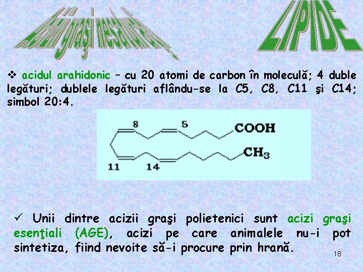 v acidul arahidonic – cu 20 atomi de carbon în moleculă; 4 duble legături;