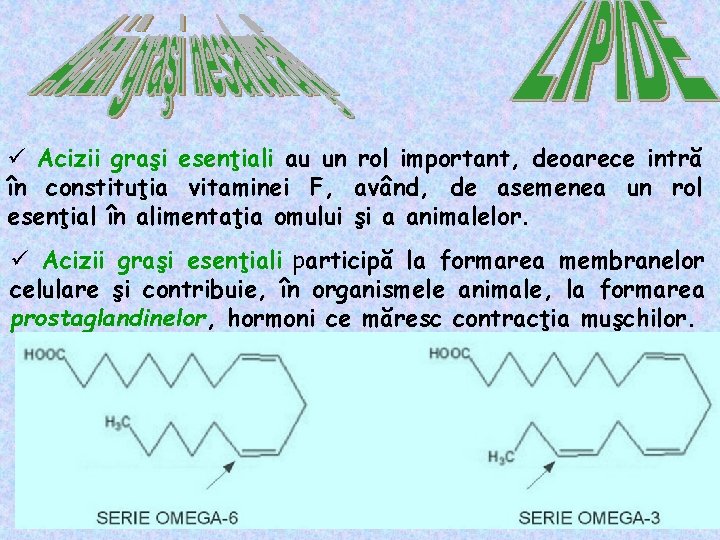 ü Acizii graşi esenţiali au un rol important, deoarece intră în constituţia vitaminei F,