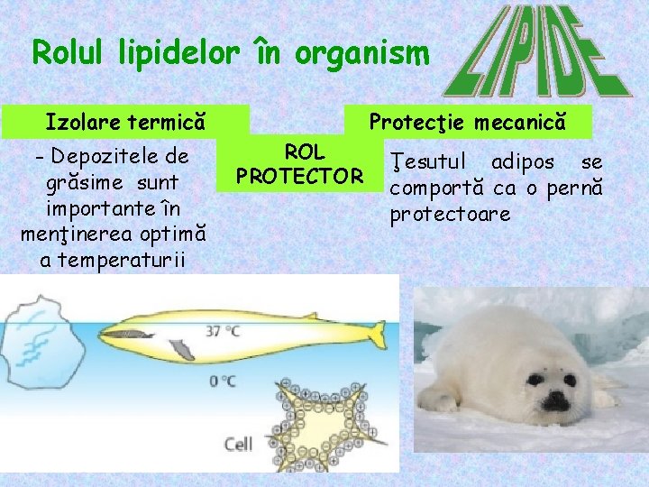 Rolul lipidelor în organism Izolare termică - Depozitele de grăsime sunt importante în menţinerea