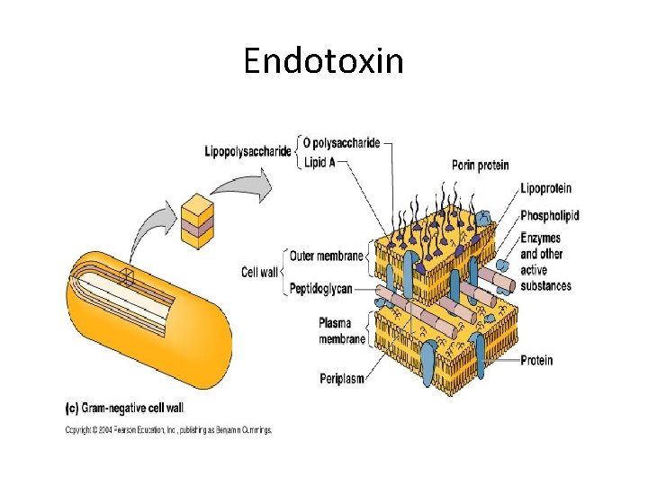 Endotoxin 