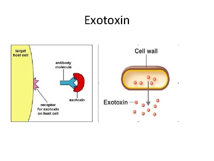 Exotoxin 